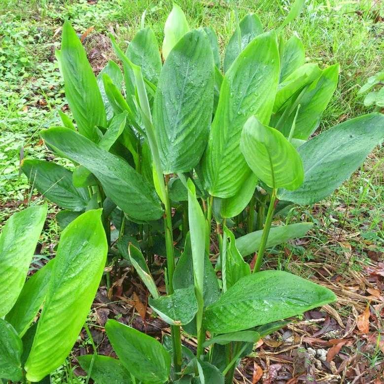 Arrowroot – Maranta arundinacea – 5 plants | Bangalore Agrico