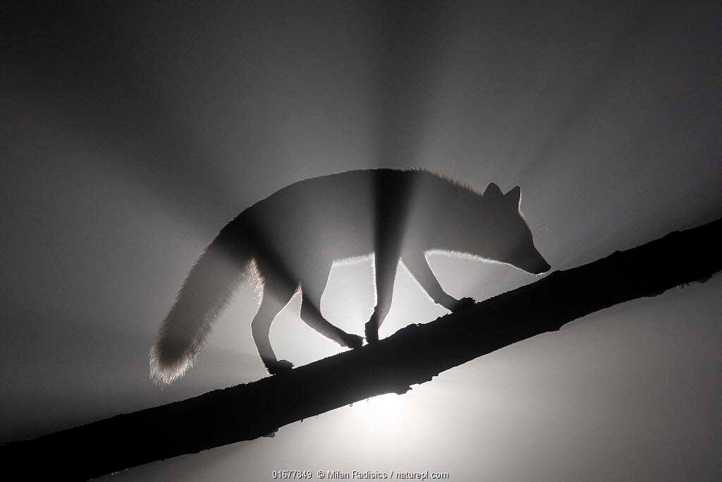 Creatures of the Night | Nature Picture Library