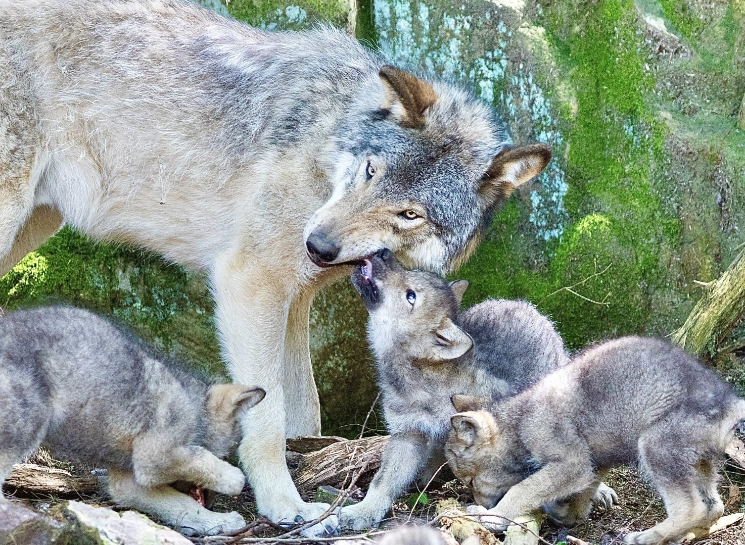 Colorado's Reintroduced Copper Creek Wolf Pack Has Been Captured; The  Father Wolf Has Sadly Died | World Animal News