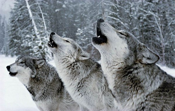 How good are wolves as hunters? - Quora