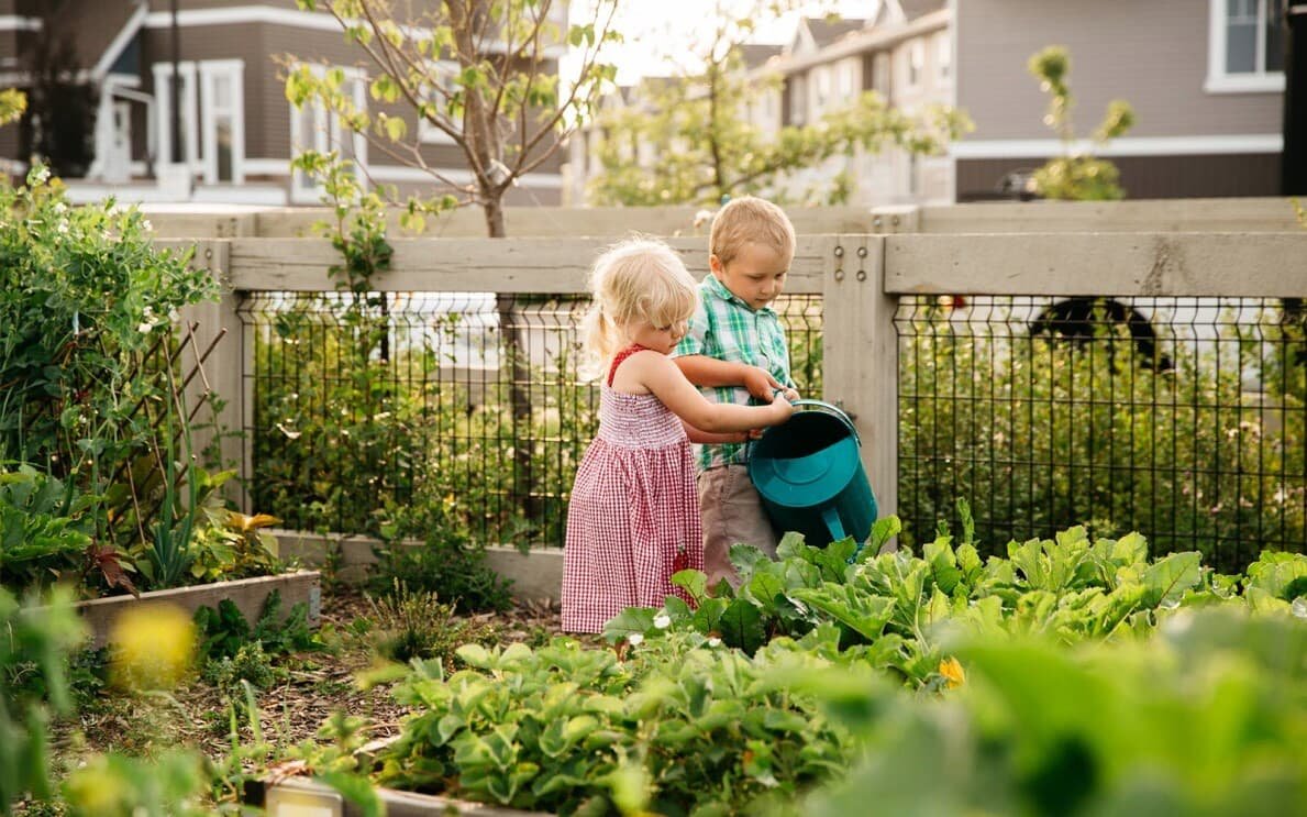 How to Start a Backyard Garden | Brookfield Residential