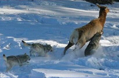 Wolf Biology and Behavior