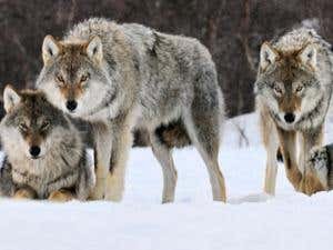 Wolf packs don't need to cooperate to make a kill | New Scientist