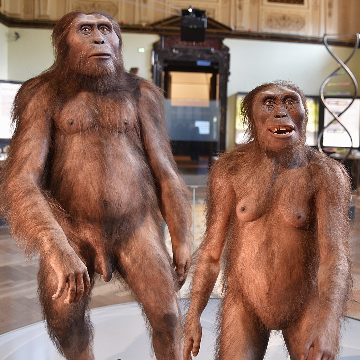 Australopithecus Afarensis | beyondarts App