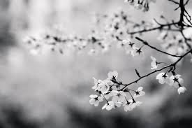 Free Images : tree, branch, winter, black and white, plant, sunlight, leaf,  flower, frost, spring, season, cherry blossom, flowers, close up, freezing,  macro photography, monochrome photography 1920x1280 - - 972045 - Free stock  photos - PxHere